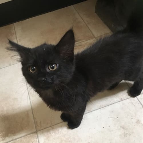 Sid