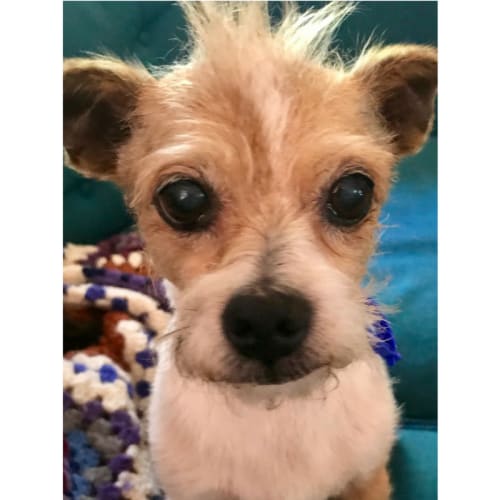 Terry ~ Jack Russell Terrier X (on trial 19/12/17)