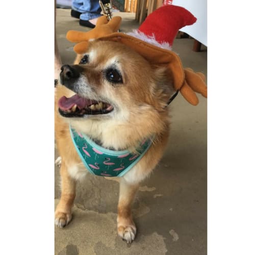 Rosie ~ Pomeranian x Terrier (on trial 18/2/2018)