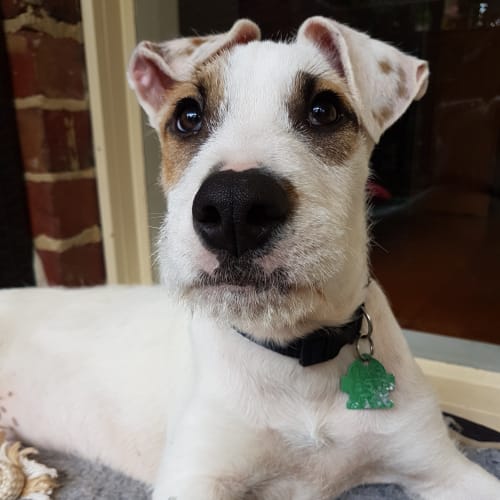 Jake... cat and chicken friendly. Loves dogs