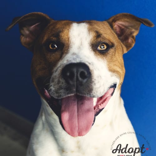Diego