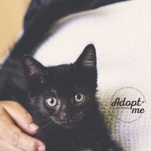 Jermaine- The Jackson 5