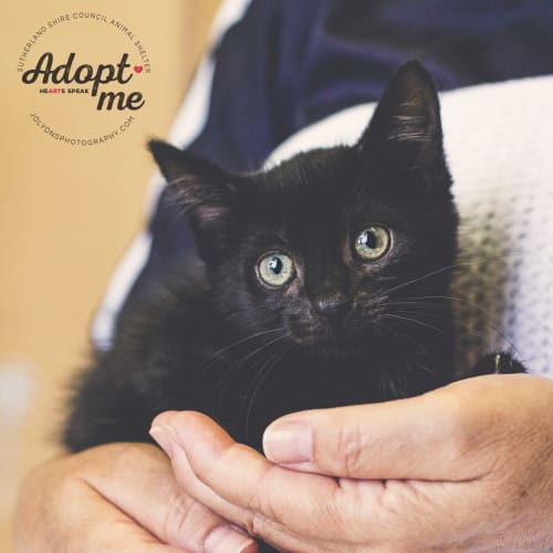 Marlon-The Jackson 5