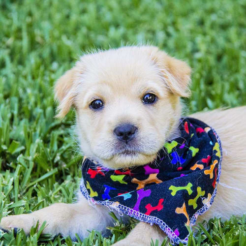Prudence ~ Lab x Shar Pei (pending adoption 7/1/18