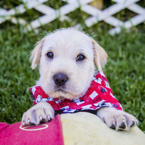 Wyatt ~ Lab x Shar Pei pup (On trial 27/12/17)