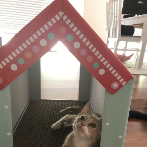 Simba