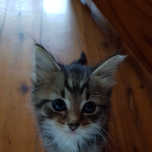 Amira