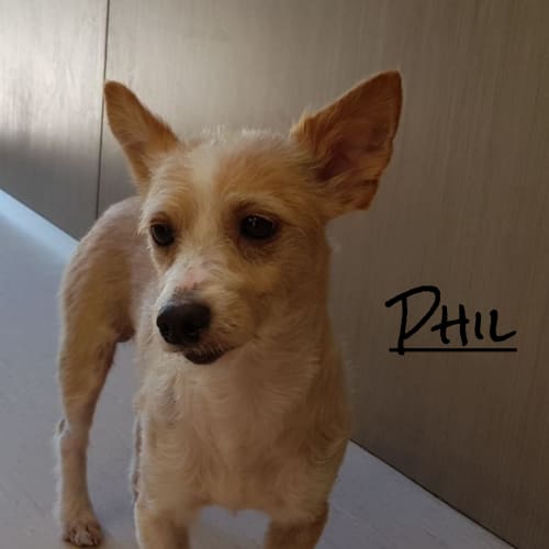 Phil