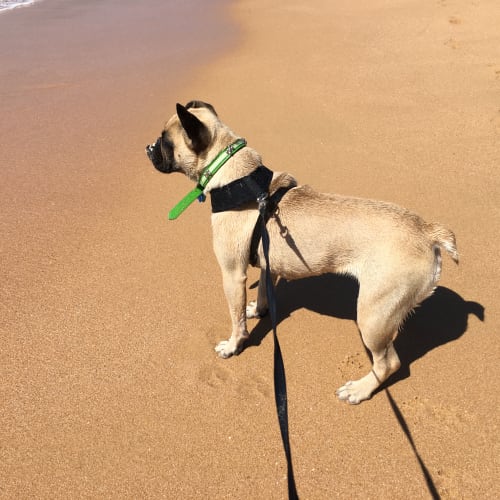 Roxy