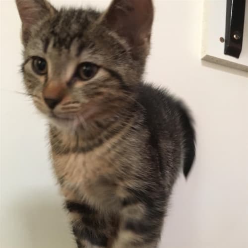 Zena