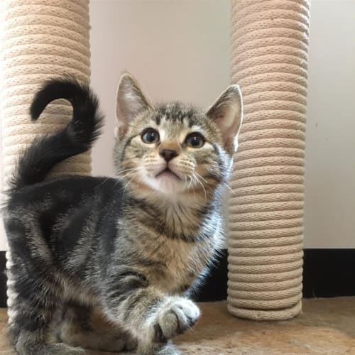 Ezio
