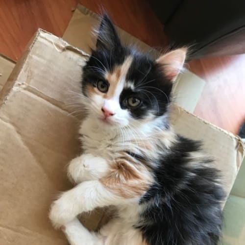 Winnie **2nd Chance Cat Rescue**