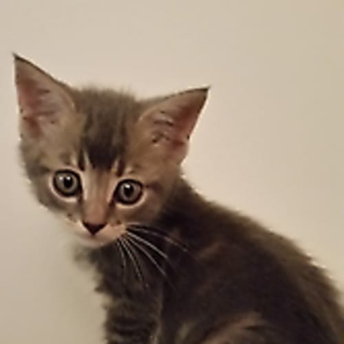 Alexander