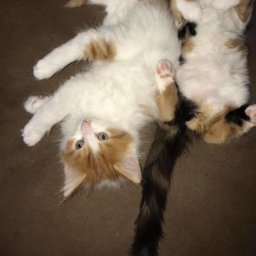 Chablis **2nd Chance Cat Rescue**