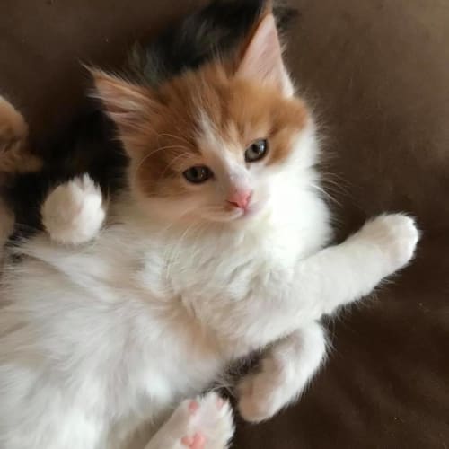Butternut **2nd Chance Cat Rescue**