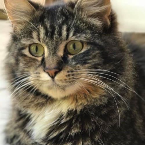 Cheryl **2nd Chance Cat Rescue**