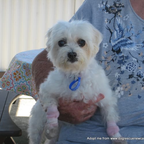 Missy ~ Maltese, senior (On Trial 2/1/18)