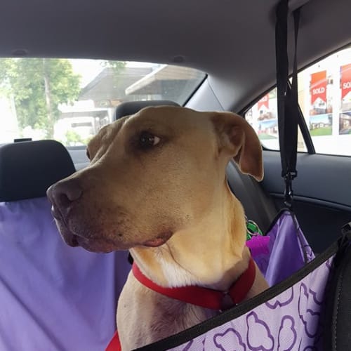 Hope .. loves people, not pocket pets