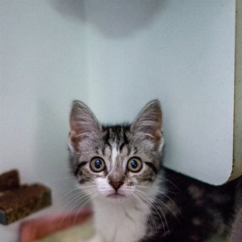 Willow