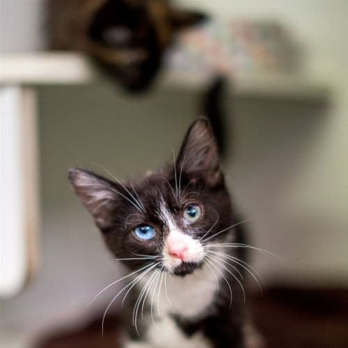 Addison