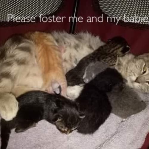 Foster Carer Needed For Mum And Bubs