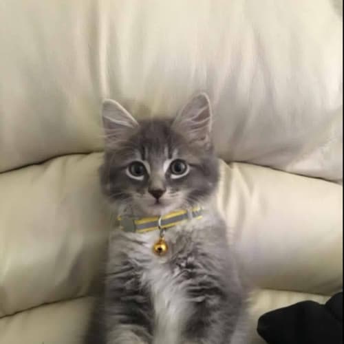 Alfie 