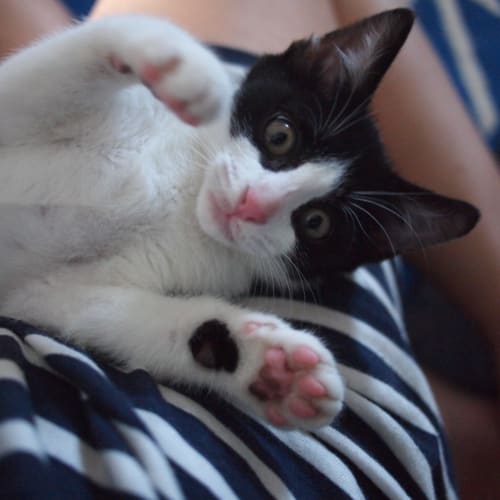 Oreo