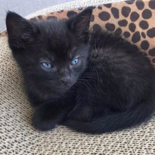 Toby Adoption pending