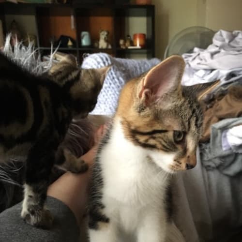 Jackson **2nd Chance Cat Rescue**
