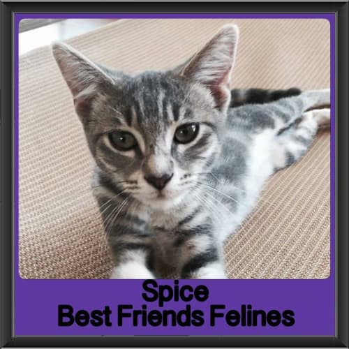 Spice