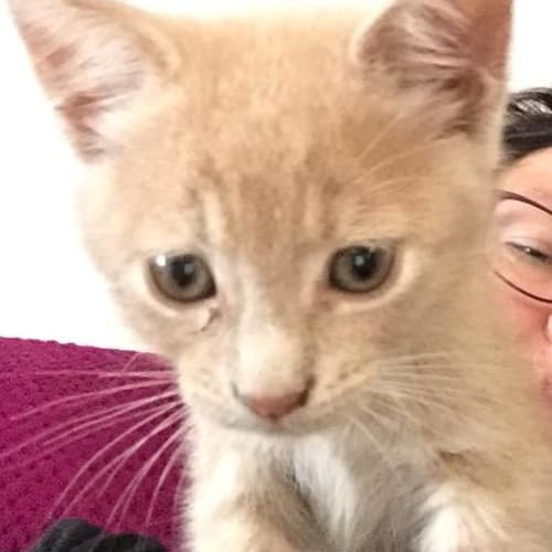 Daryl **2nd Chance Cat Rescue**