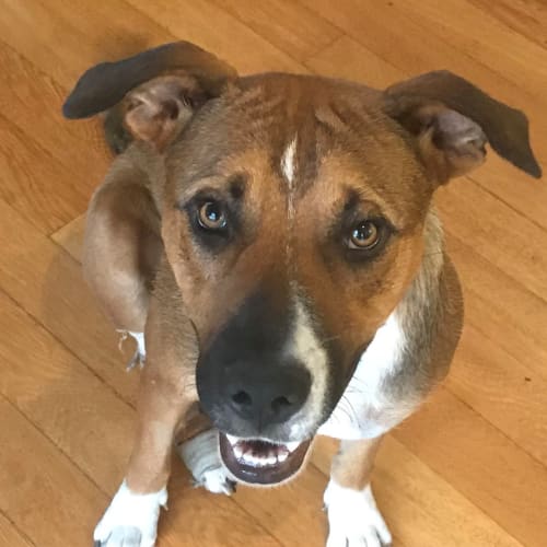 Cosima... cat and dog friendly