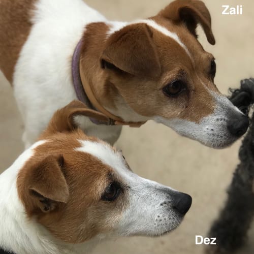 Dez & Zali (Bonded Pair)
