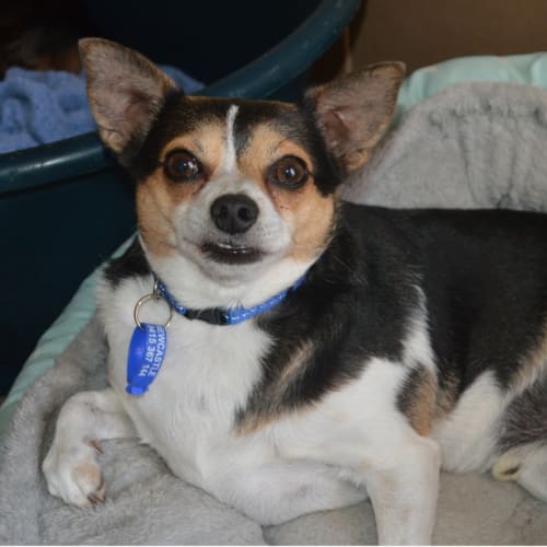 Buddy & George ~Chi X &Poodle X (on trial 18/3/18)