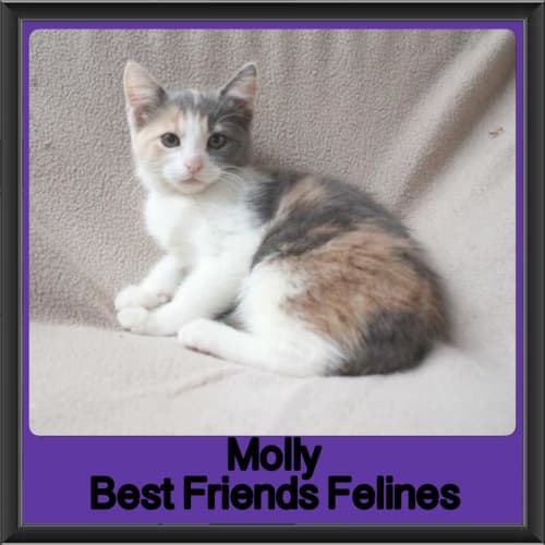 Molly