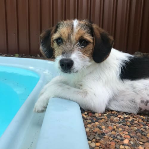 Arya ~ Jack Russell X (on trial 22/12/17)