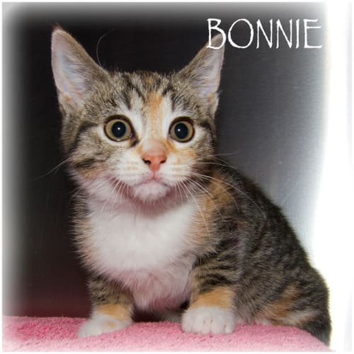 Bonnie