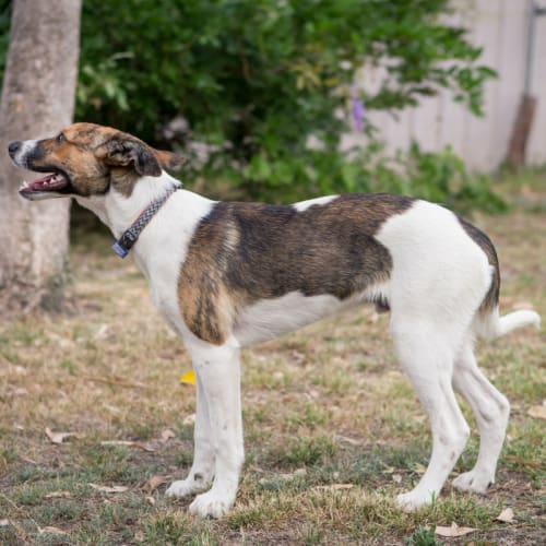 Oscar ~ Whippet x Kelpie (on trial 29/12/2017)