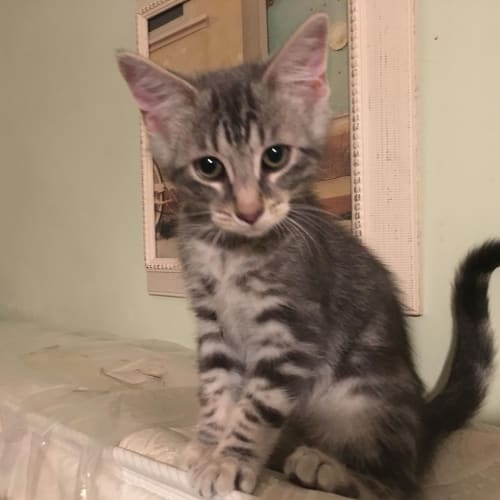 Baxter **2nd Chance Cat Rescue**