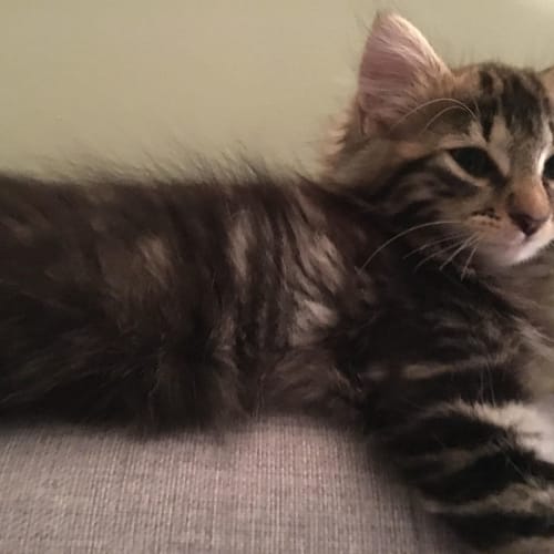 Walter **2nd Chance Cat Rescue**