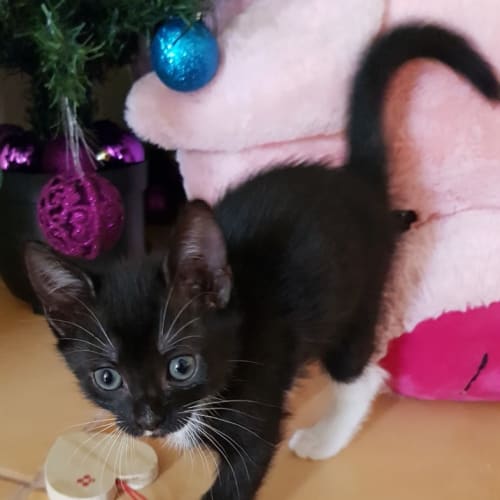 Barack **2nd Chance Cat Rescue**