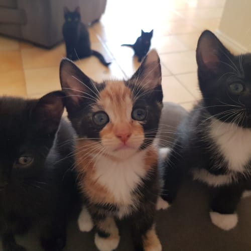 Rosa **2nd Chance Cat Rescue**