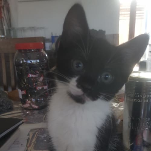 Bella - Beautiful and bold!