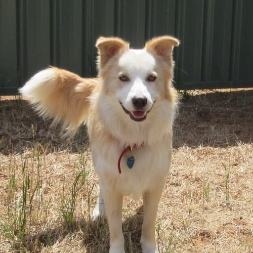 Buddy *On Trial in His New Home*