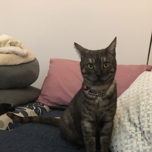 Bella