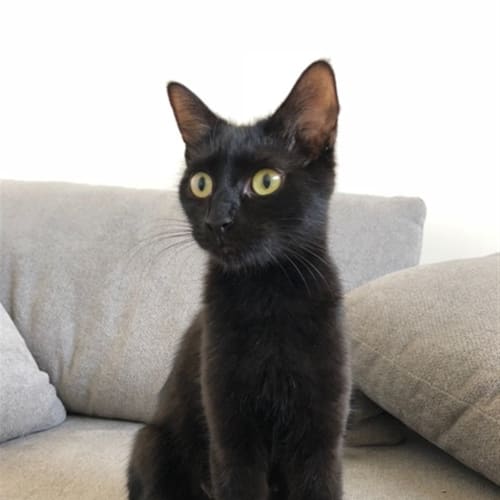 Mog