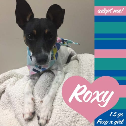 Roxy ~ playful Foxy x (on trial 24/12/17)