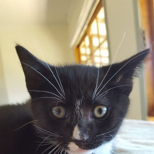 Leonard