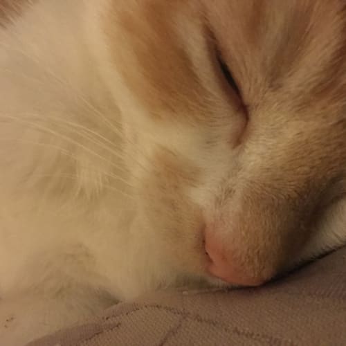Sherbet ***2nd Chance Cat Rescue***