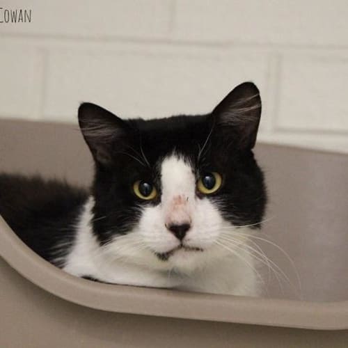 Ancat Skywalker (5112)